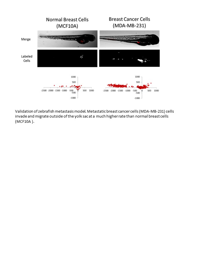 Zebrafish Xenograft and Toxicity Assays